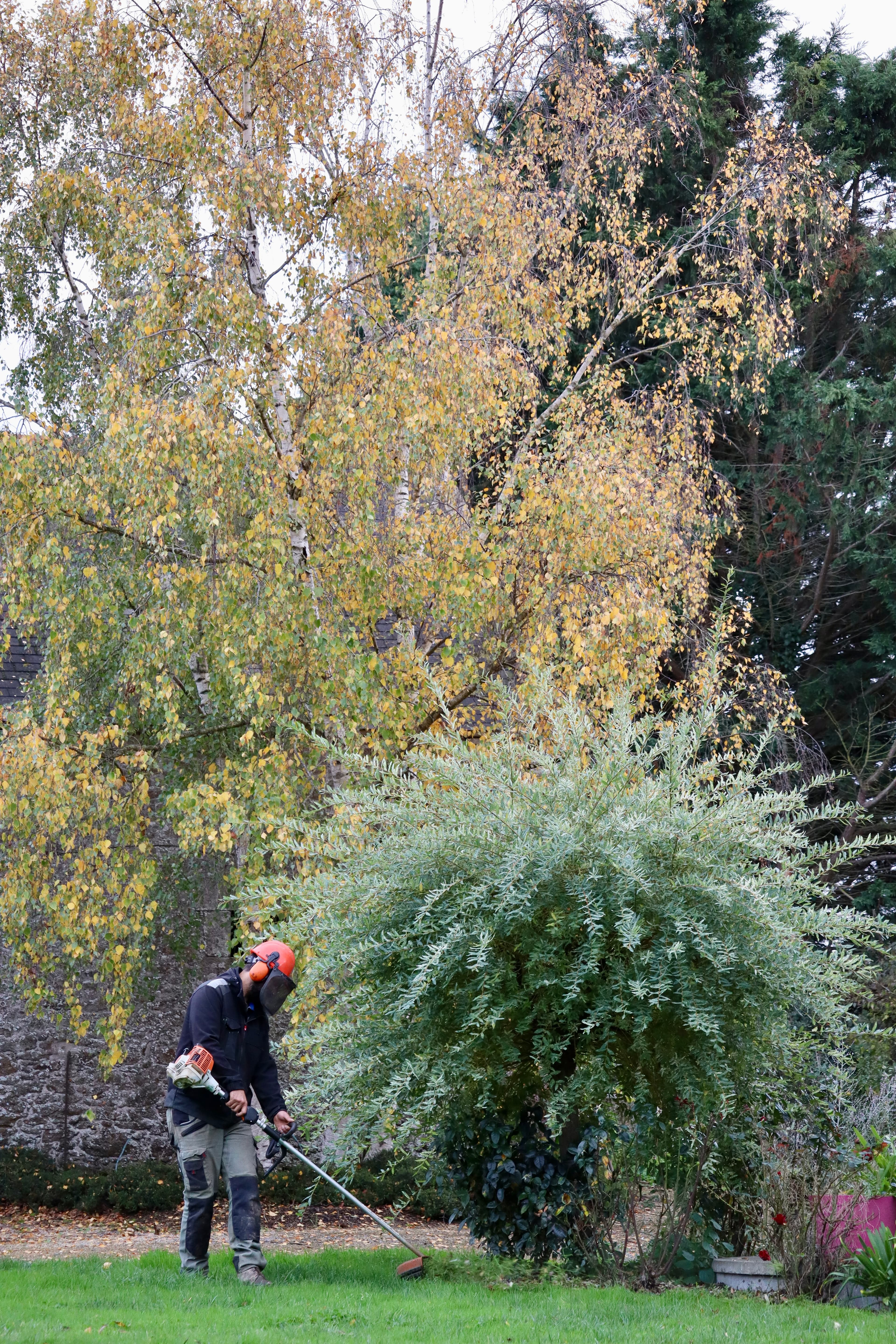 Taille d'arbustes et débroussaillage professionnel