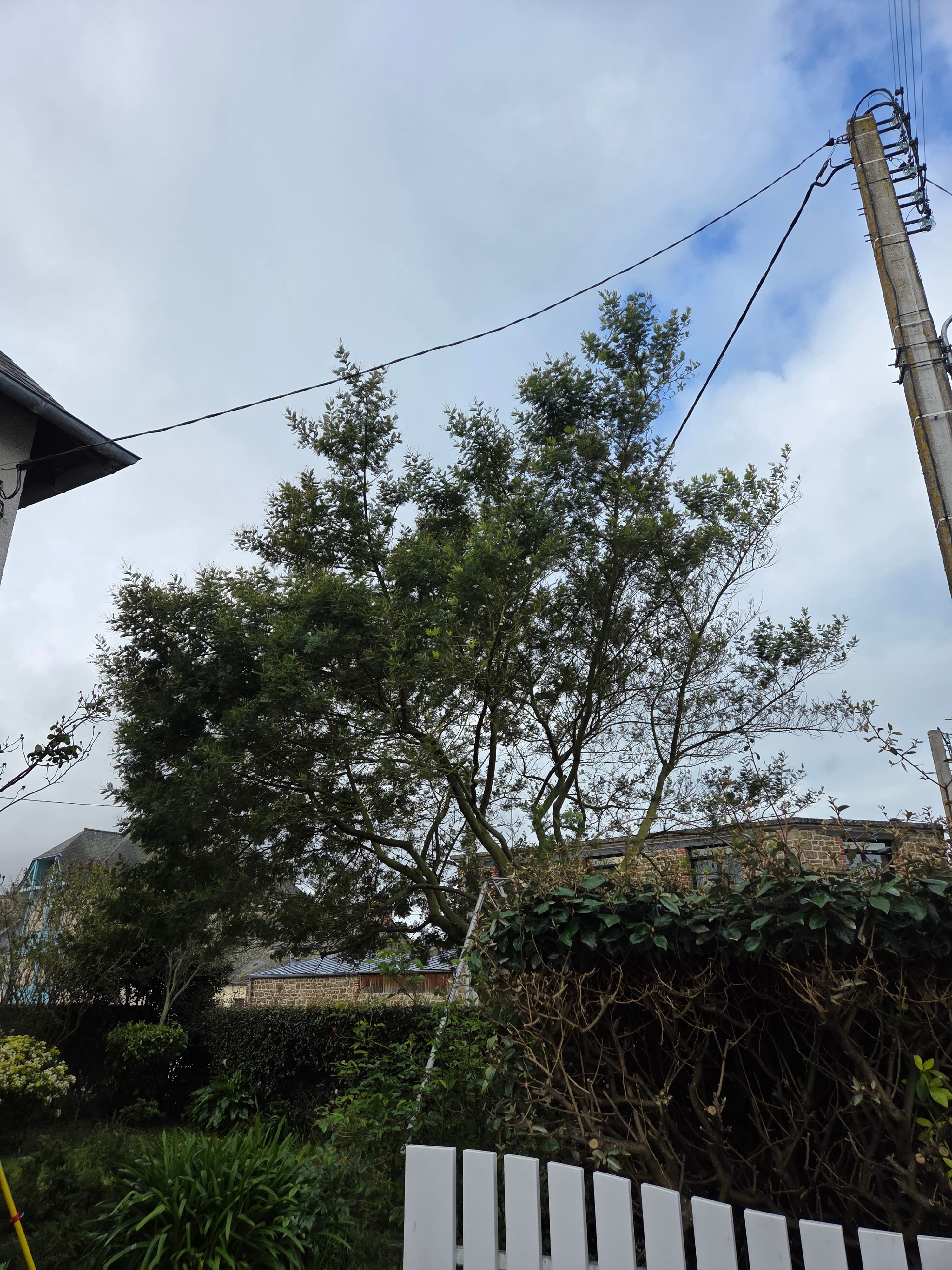 Parce qu'un jardin c'est plus qu'un décor aujourd'hui jai travaillé sur un bel élagage de mimosa