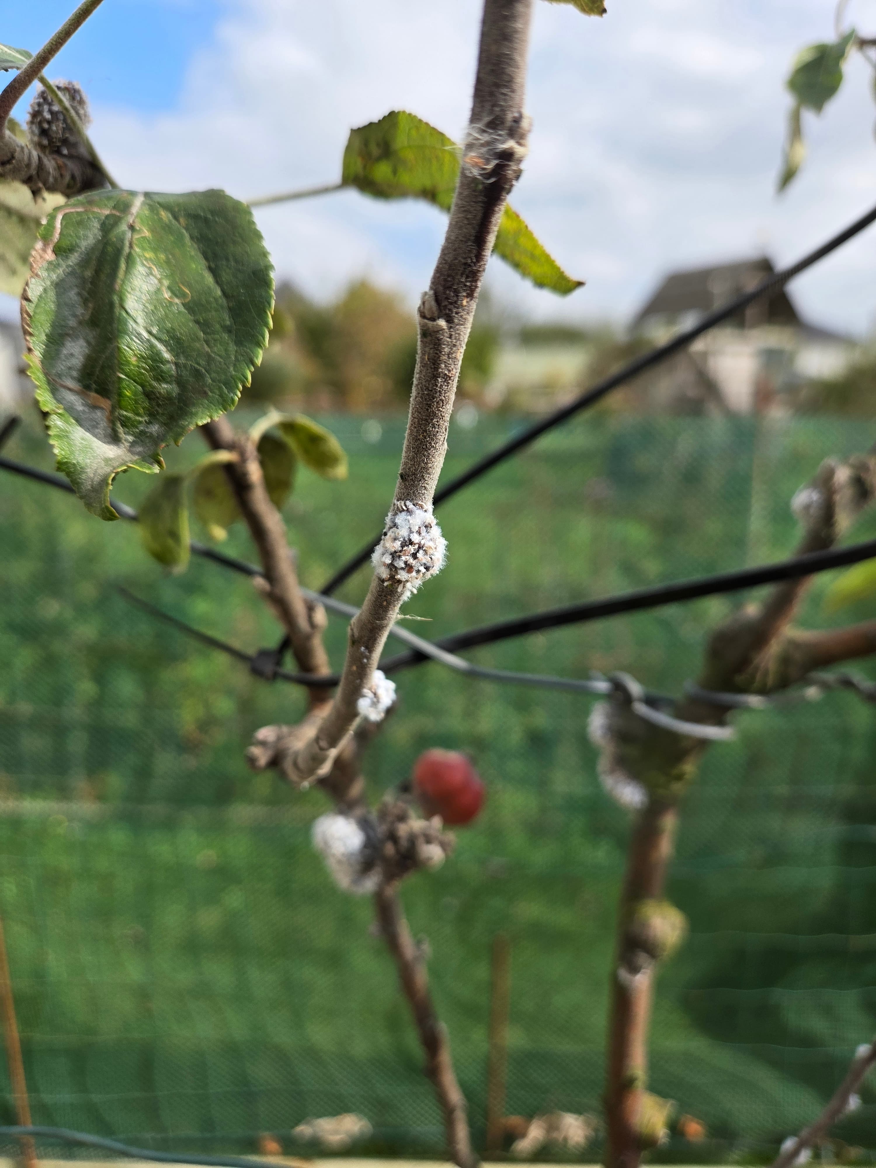 Parce qu'un jardin c'est plus qu'un décor aujourd'hui on a diagnostiqué et traité une attaque de pucerons noirs sur tes fruitiers et plantes d'ornement