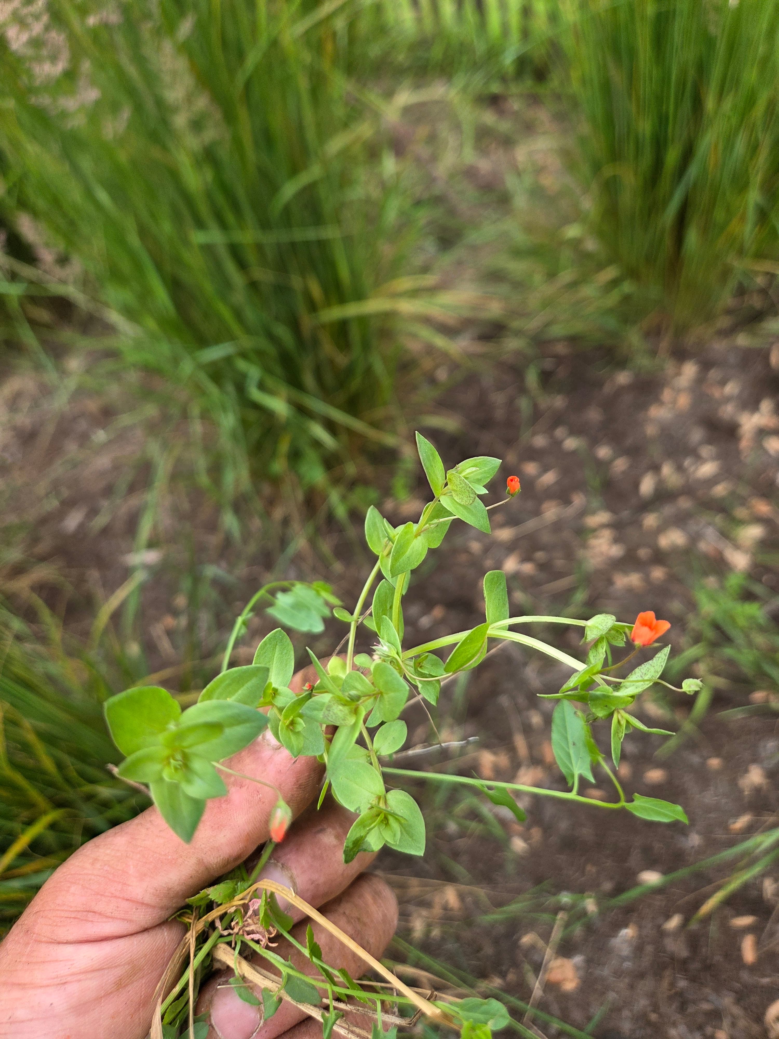 Parce qu'un jardin c'est plus qu'un décor aujourd'hui j'ai sélectionné et repéré des plantes indigènes pour préparer une future prairie fleurie chez mes clients