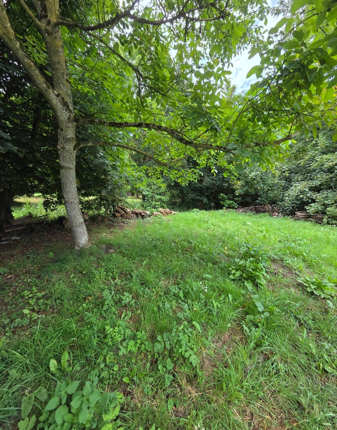 Parce qu'un jardin c'est plus qu'un décor aujourd'hui j'ai installé une clôture anti-sanglier pour protéger un bel espace vert à l'ombre des arbres