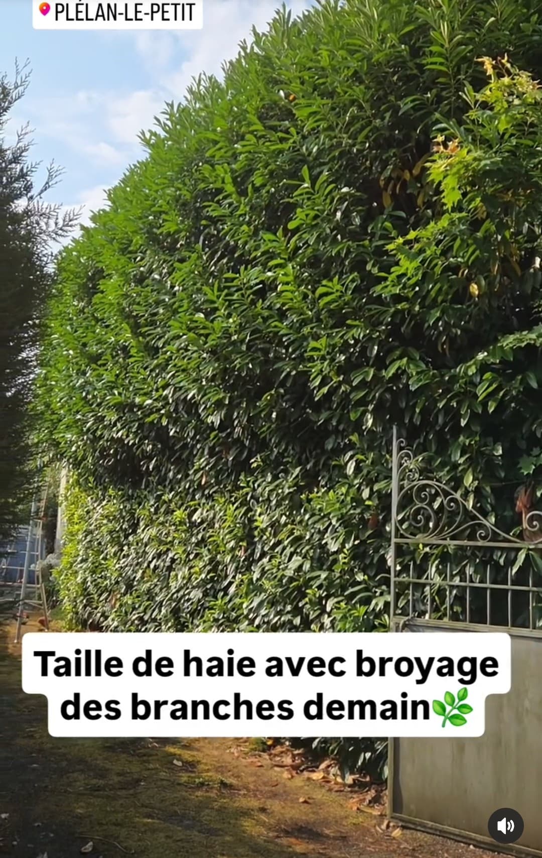 Parce qu'un jardin c'est plus qu'un décor aujourd'hui rabattage d'une haie de laurier palme avec valorisation des résidus en paillage