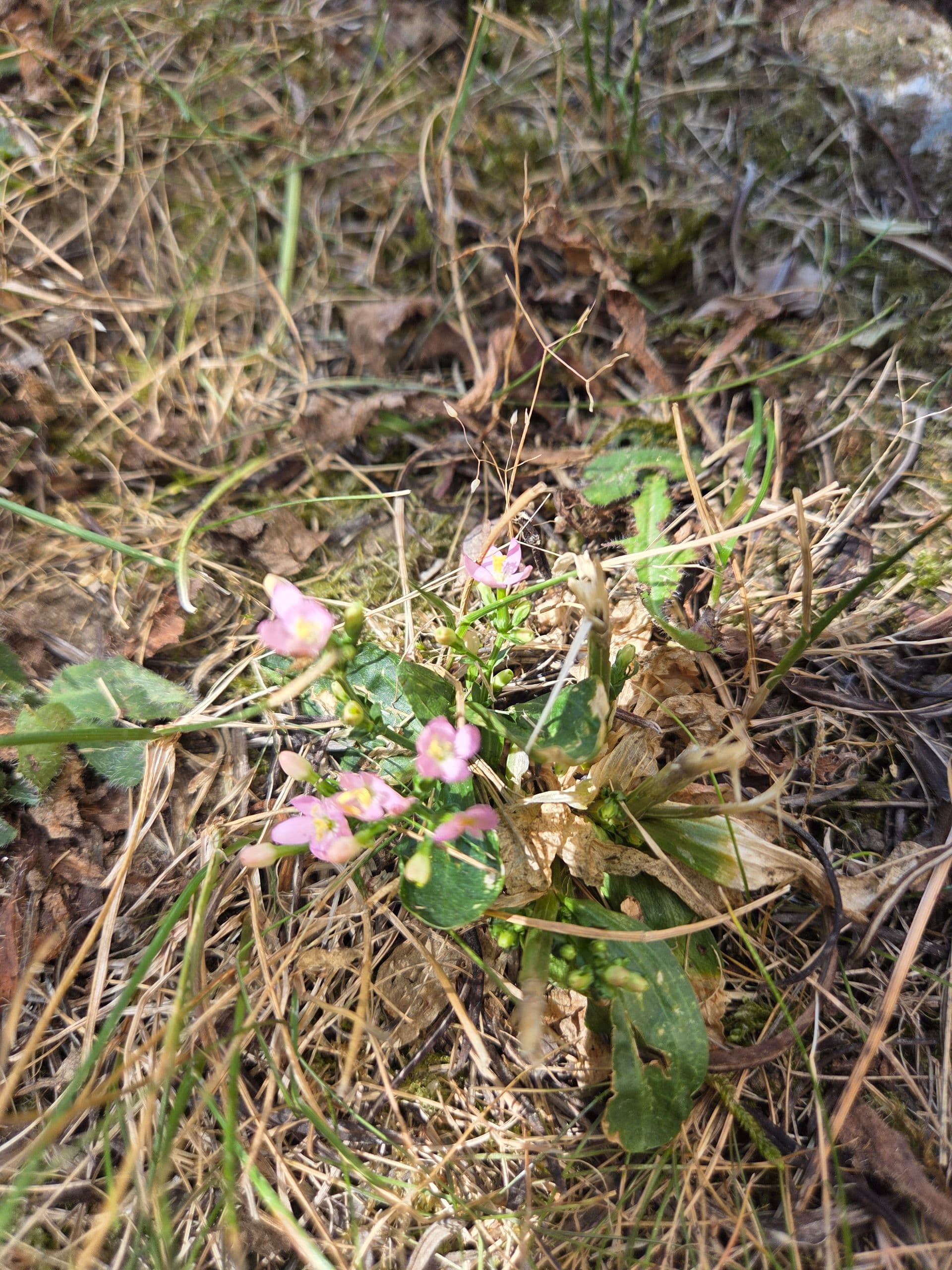 Parce qu'un jardin c'est plus qu'un décor aujourd'hui je te fais découvrir un trésor discret de ton jardin sauvage