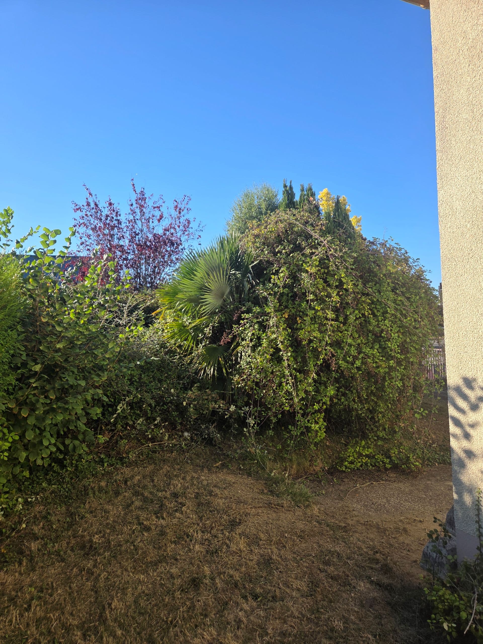 Parce qu'un jardin c'est plus qu'un décor aujourd'hui on a remis en état un jardinet et redonné toute sa place à un beau palmier