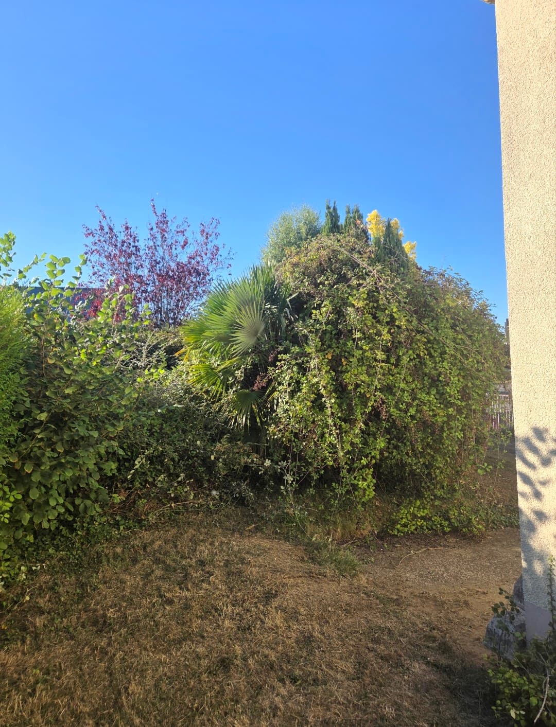 Parce qu'un jardin c'est plus qu'un décor aujourd'hui on a débroussaillé un espace naturel et remis en valeur un palmier